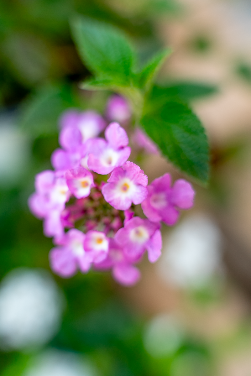 Pianta Di Lantana Sellowiana Viola - Pianta Da Esterno Fiorita, Resistente E Profumata - Foto 13