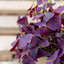 Oxalis Triangolaris