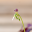 Oxalis Triangolaris