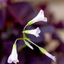 Oxalis Triangolaris