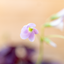 Oxalis Triangolaris
