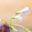 Oxalis Triangolaris
