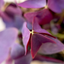 Oxalis Triangolaris