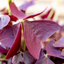 Oxalis Triangolaris