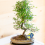 Zelkova Bonsai