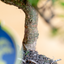Zelkova Bonsai