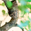 Zelkova Bonsai