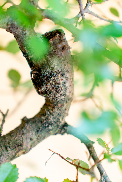 Zelkova serrata (Olmo Giapponese - Bonsai)