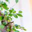 Zelkova Bonsai