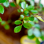 Zelkova Bonsai