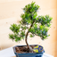 Podocarpus Bonsai