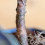 Podocarpus Bonsai
