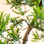 Podocarpus Bonsai