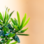 Podocarpus Bonsai