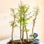 Pseudolarix Bonsai