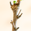 Pseudolarix Bonsai