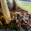 Pseudolarix Bonsai