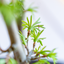 Pseudolarix Bonsai