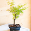 Acero Bonsai