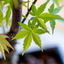 Acero Bonsai