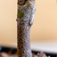 Acero Bonsai