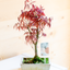 Acero Bonsai