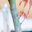Acero Bonsai