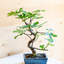 Fico Bonsai
