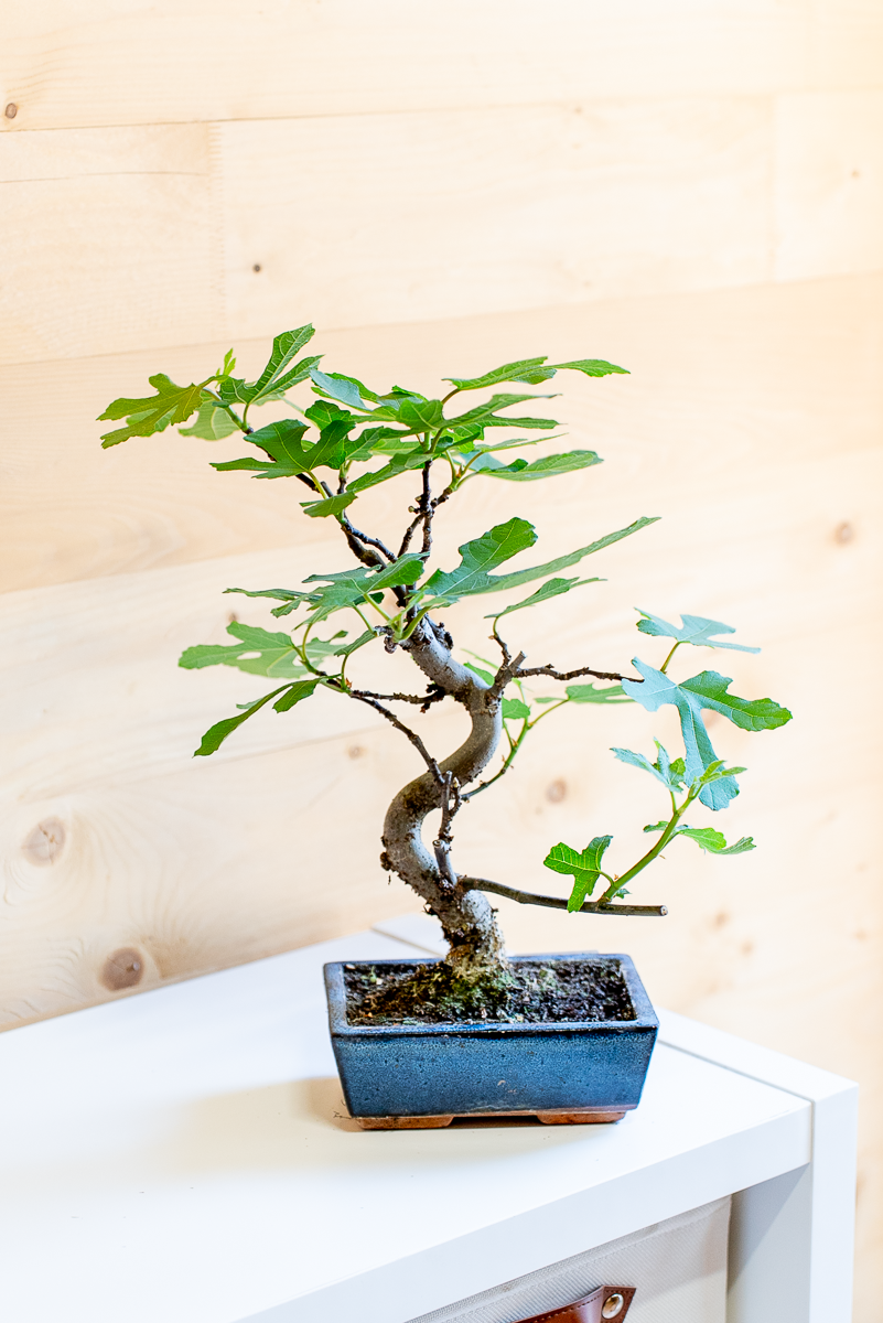 Fico Bonsai