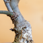 Fico Bonsai