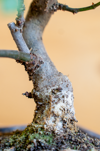 Ficus carica (Fico Bonsai) - Vaso ø 27 cm