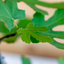 Fico Bonsai