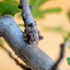 Fico Bonsai