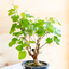 Gelso Bonsai