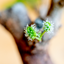 Gelso Bonsai