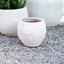 Vaso Nang Atlantis White