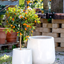 Vaso Nha Trang Falling White