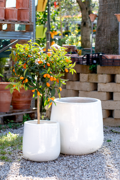 Vaso Nha Trang Falling White