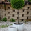Cachepot Virgo Antique White