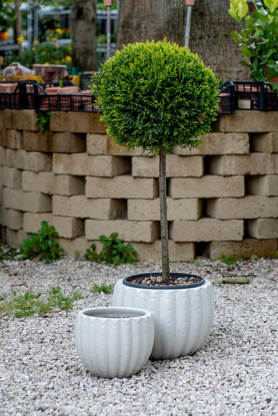 Cachepot Virgo Antique White
