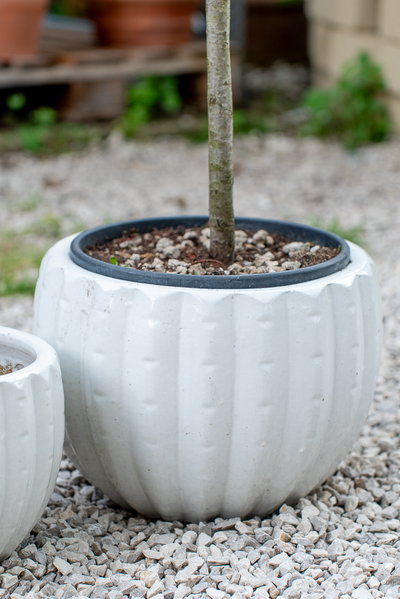 Cachepot Virgo Antique White