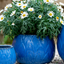 Cachepot Loto Blu Egizio