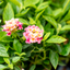 Lantana Camara
