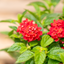 Lantana Camara