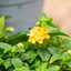 Lantana Camara