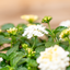 Lantana Camara