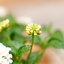 Lantana Camara