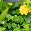 Lantana Camara