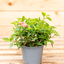 Lantana Camara