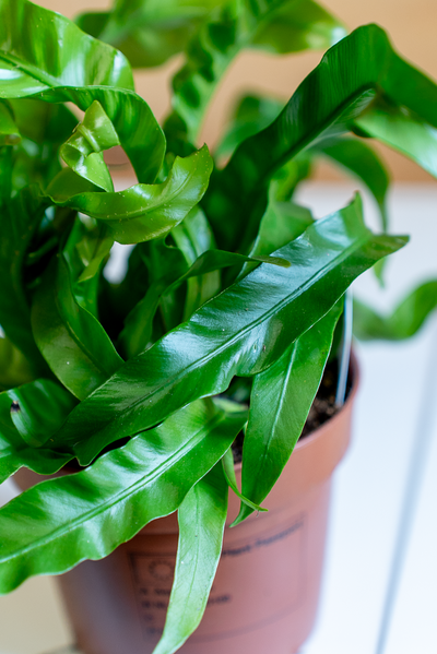 Asplenium